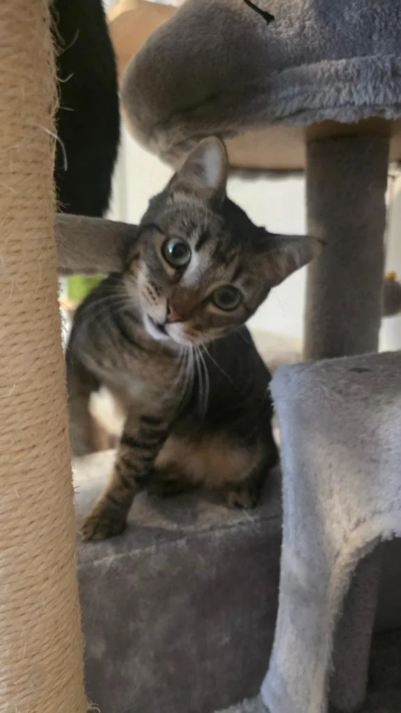 A baby medium-sized female Domestic Short Hair cat named Erica for adoption in Miami, OK