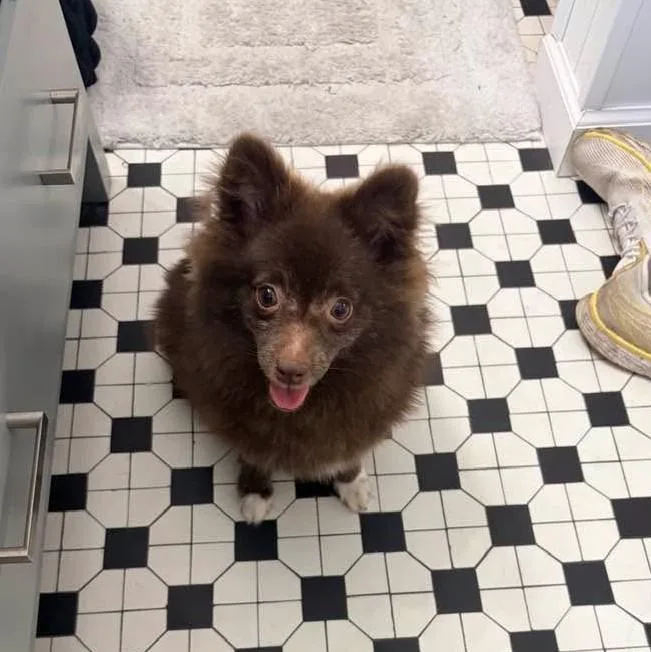 Tater Tot