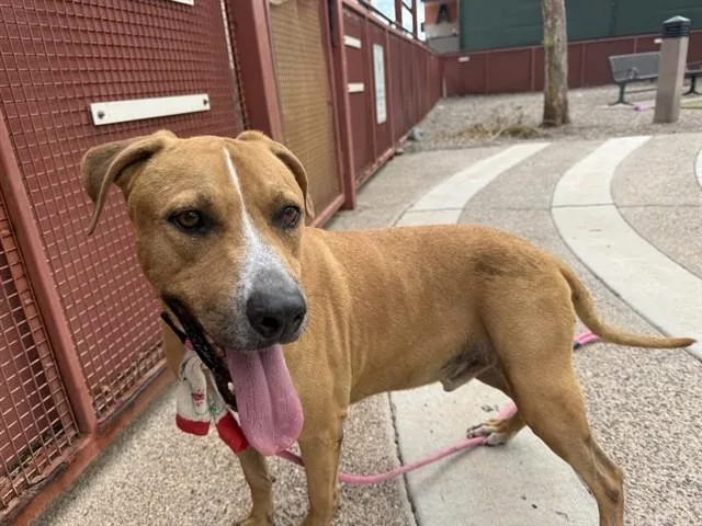 An adult large-sized male Pit Bull Terrier dog named Hercules for adoption in Phoenix, AZ