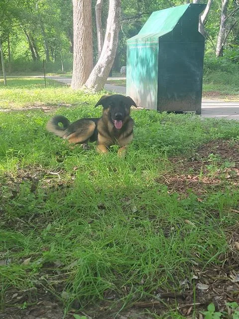 A young medium-sized male German Shepherd Dog dog named Jett for adoption in San Antonio, TX