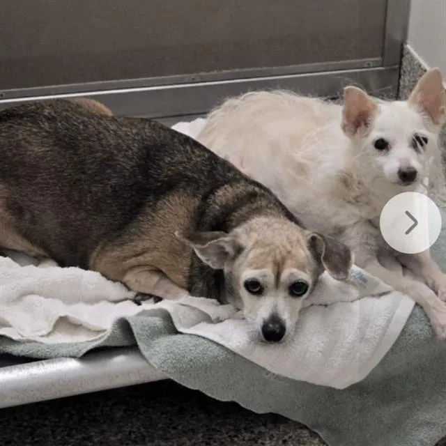 A senior small-sized female Chihuahua dog named Annalise Aka Bella for adoption in Tucson, AZ