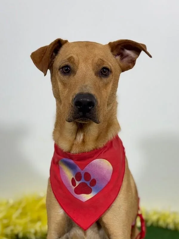 A young medium-sized male Brown / Chocolate Vizsla dog named Cheeto for adoption in Carlsbad, CA