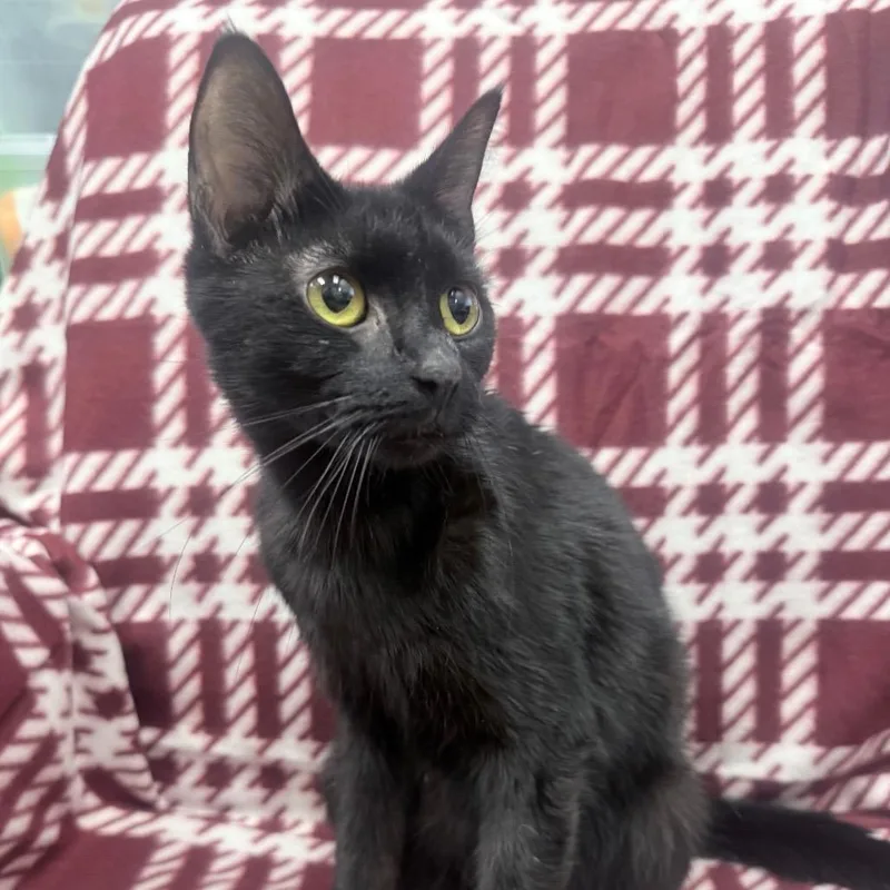 A young medium-sized female Black Domestic Short Hair cat named Caroline for adoption in Jupiter, FL
