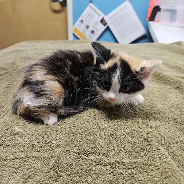 An adult small-sized female Domestic Short Hair cat named Canela for adoption in Oceanside, CA