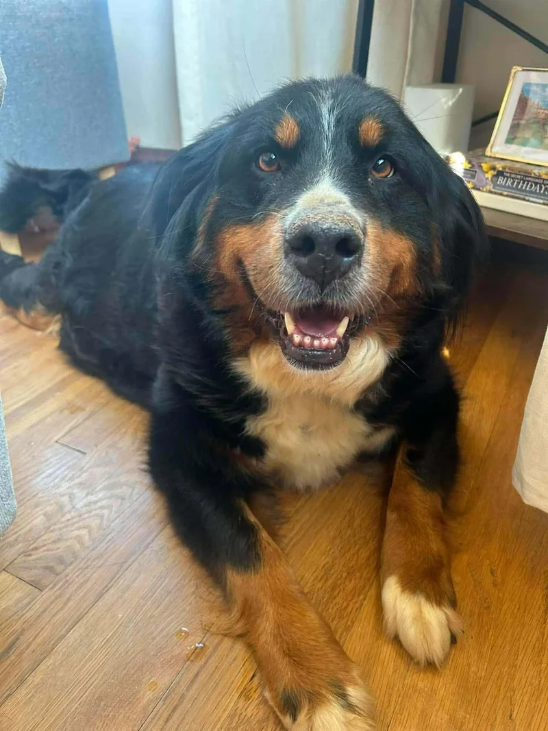 Hazel