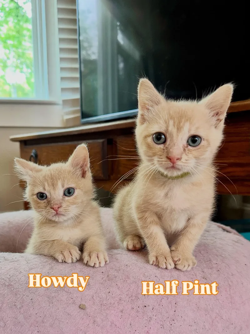 A baby medium-sized male Buff & White Domestic Short Hair cat named Howdy for adoption in Suffolk, VA