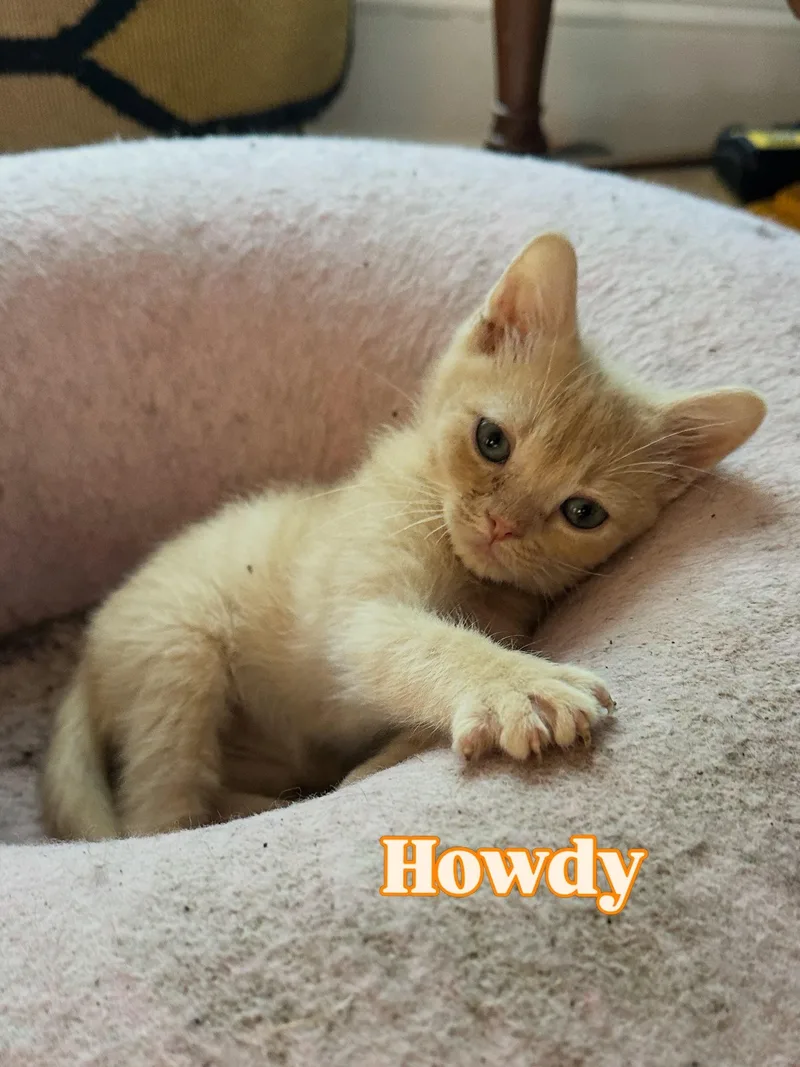 Howdy thumbnail 3