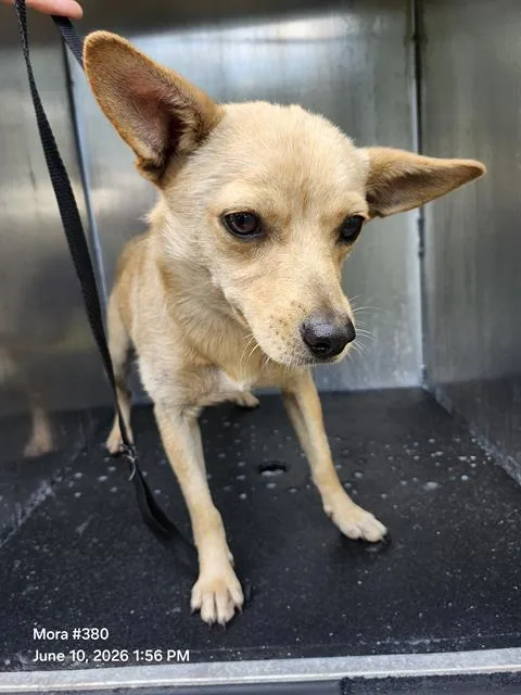 A young small-sized male Chihuahua dog named Nacho for adoption in San Antonio, TX