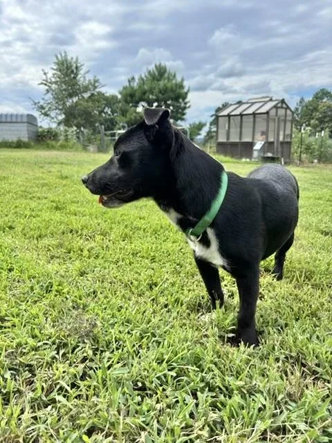 A young medium-sized male Mixed Breed dog named Keys for adoption in Manchester, CT