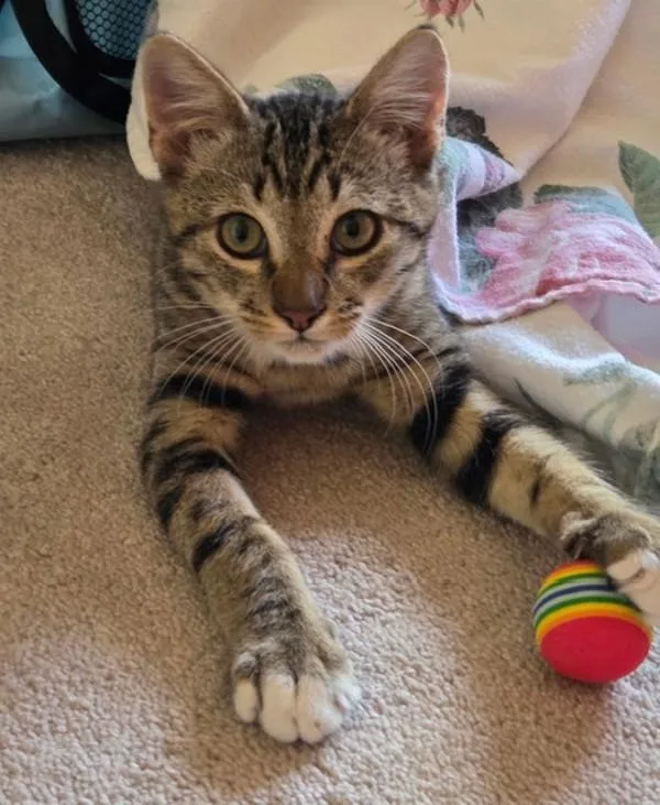 A baby small-sized male Domestic Short Hair cat named Charvis for adoption in Novato, CA