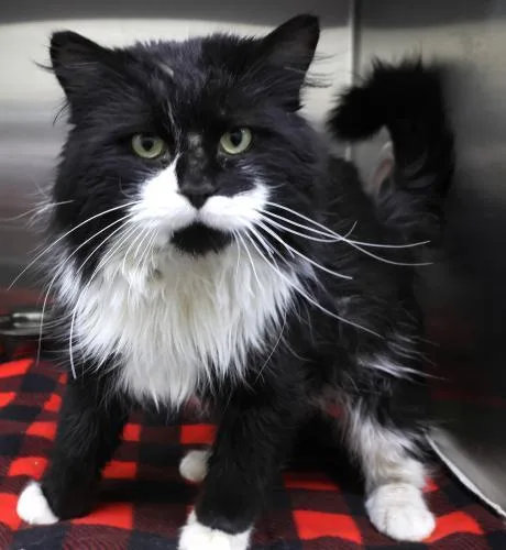 An adult large-sized male Domestic Long Hair cat named Double Stuff for adoption in Thief River Falls, MN