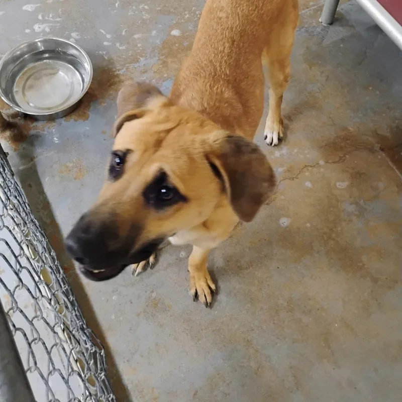 An adult medium-sized male Brown / Chocolate Mixed Breed dog named Dale for adoption in Duncan, OK