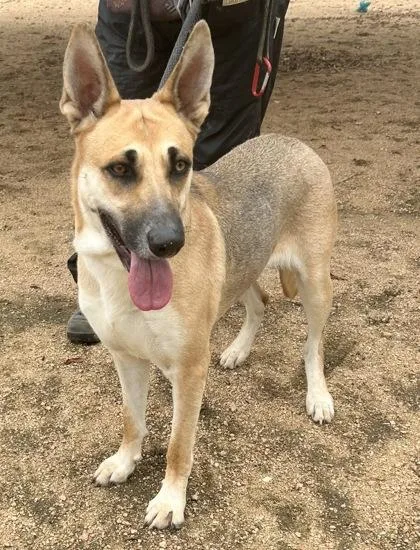 An adult large-sized female Apricot / Beige Mixed Breed dog named Gucci for adoption in Georgetown, TX