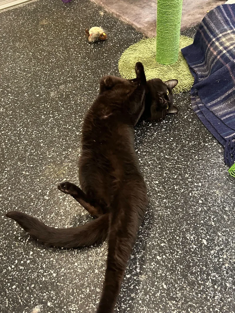 A young medium-sized male Black Domestic Short Hair cat named Lovebomb and Meowtek Industries for adoption in Waltham, MA