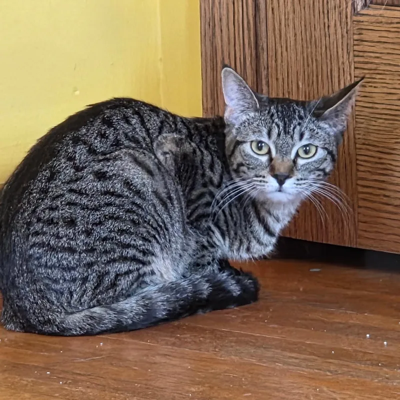A young medium-sized female Tabby (Brown / Chocolate) Domestic Short Hair cat named Roo for adoption in Minneapolis, MN