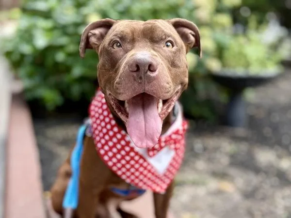 An adult medium-sized male Mixed Breed dog named Jirachi for adoption in New York, NY