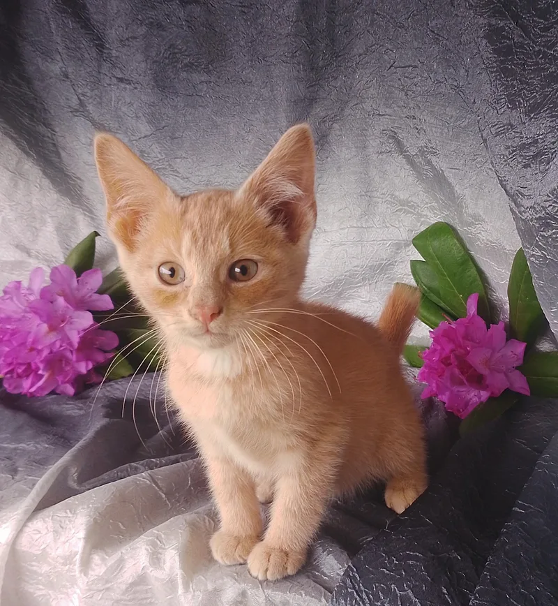 Jeffrey
