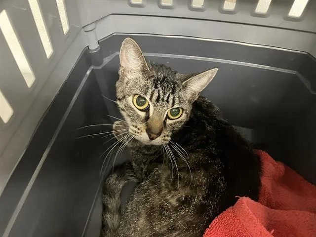 A young small-sized female Domestic Short Hair cat named A for adoption in Camarillo, CA