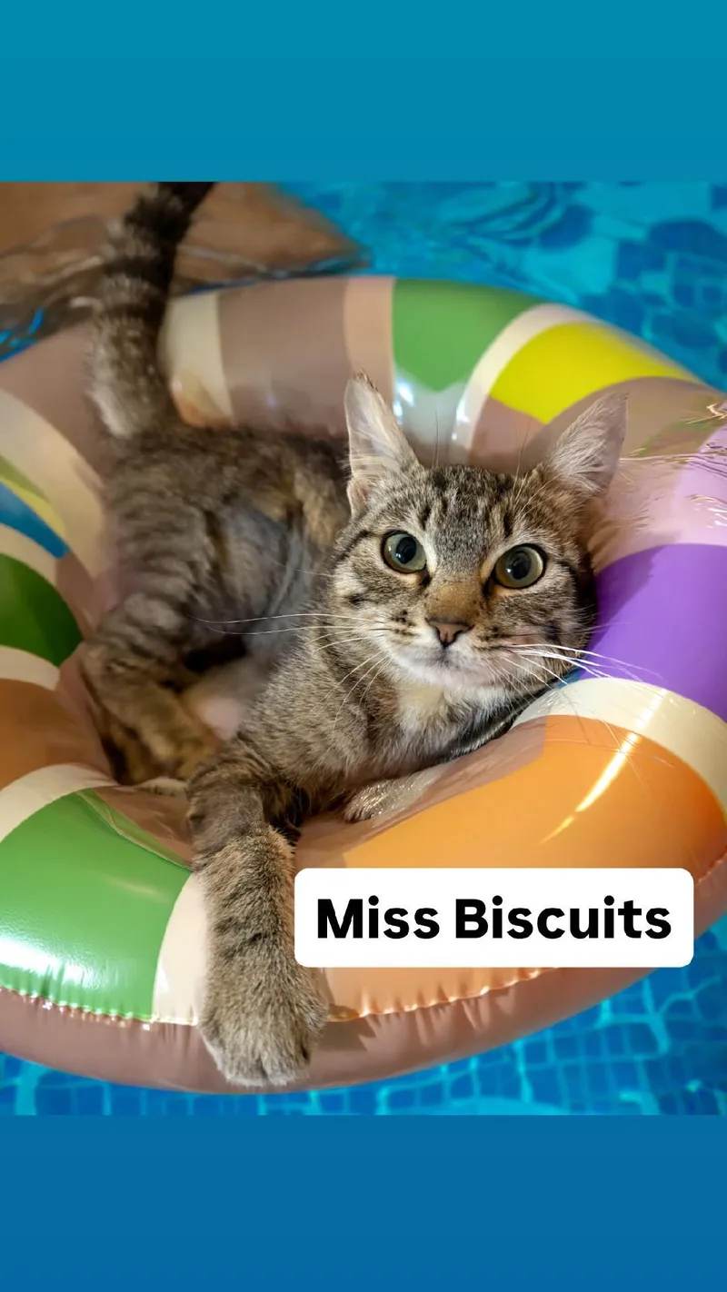 A young medium-sized female Domestic Short Hair cat named Miss Biscuits at Martinez for adoption in Walnut Creek, CA