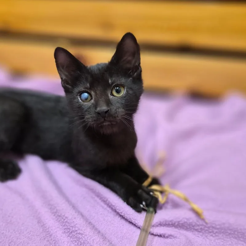 A baby small-sized male Domestic Short Hair cat named Tempo for adoption in Woodstock, IL