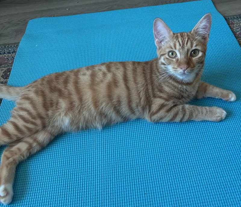 Gnocchi And Snap thumbnail 2