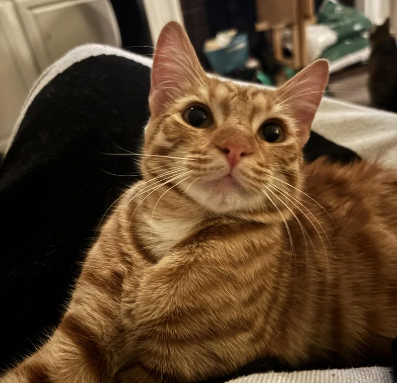 Gnocchi And Snap thumbnail 3