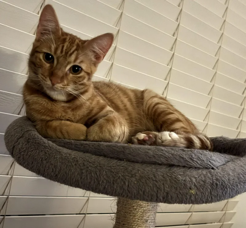 Gnocchi And Snap thumbnail 4