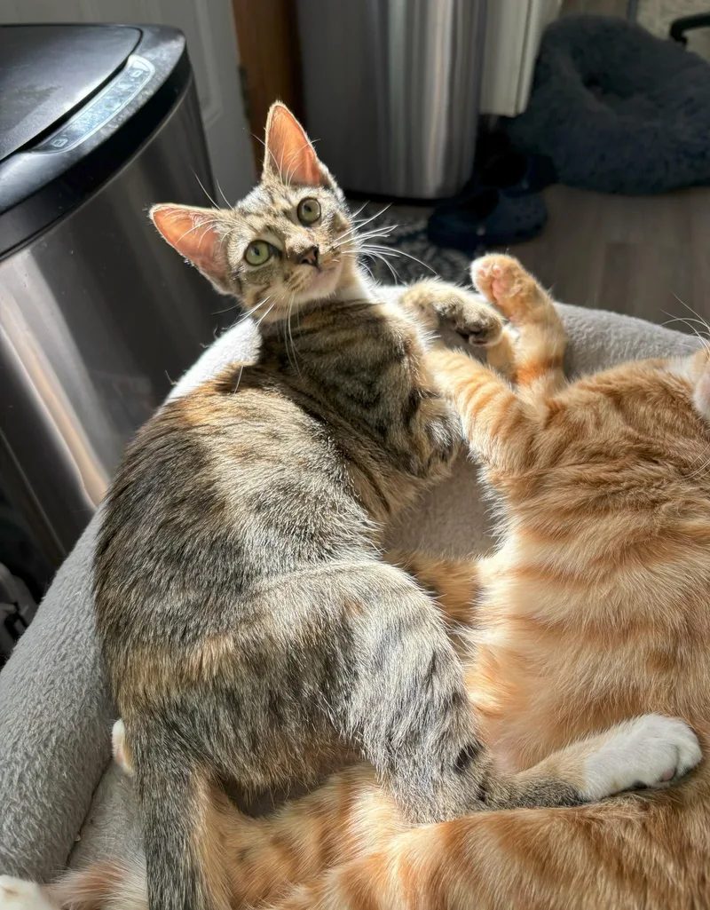 Gnocchi And Snap thumbnail 6