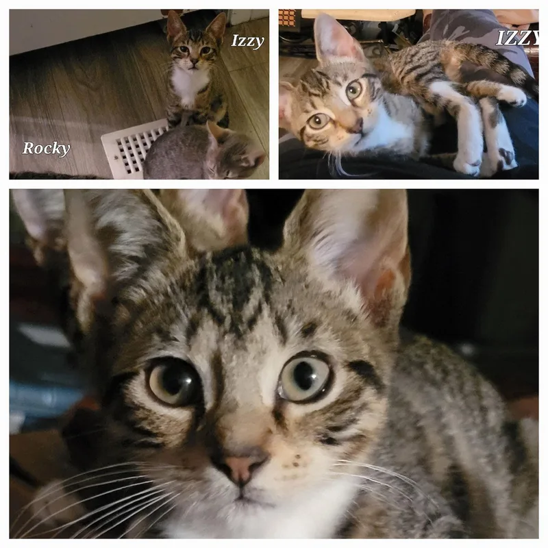A baby small-sized female Tabby cat named Izzy for adoption in Locust Grove, GA