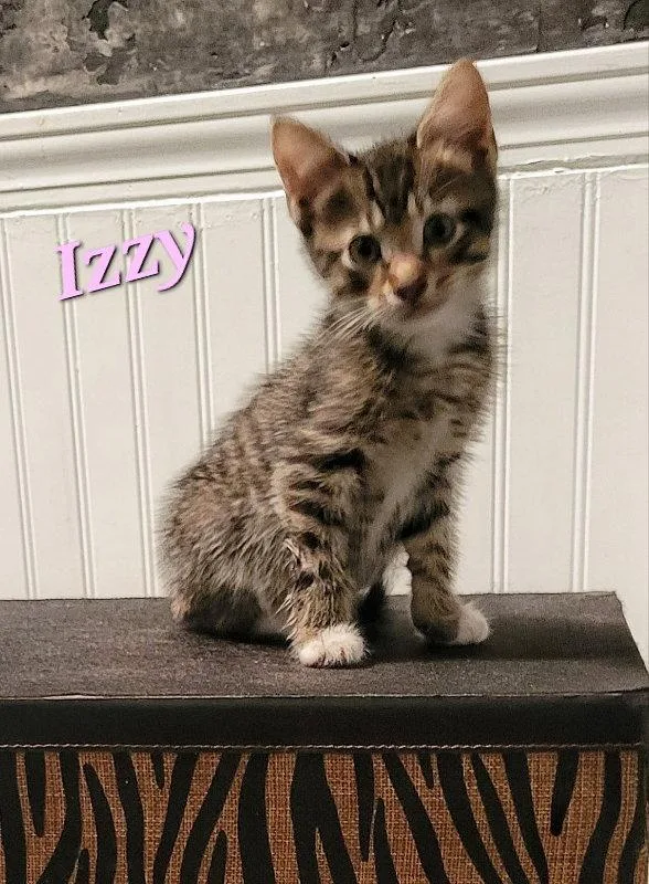 Izzy thumbnail 2