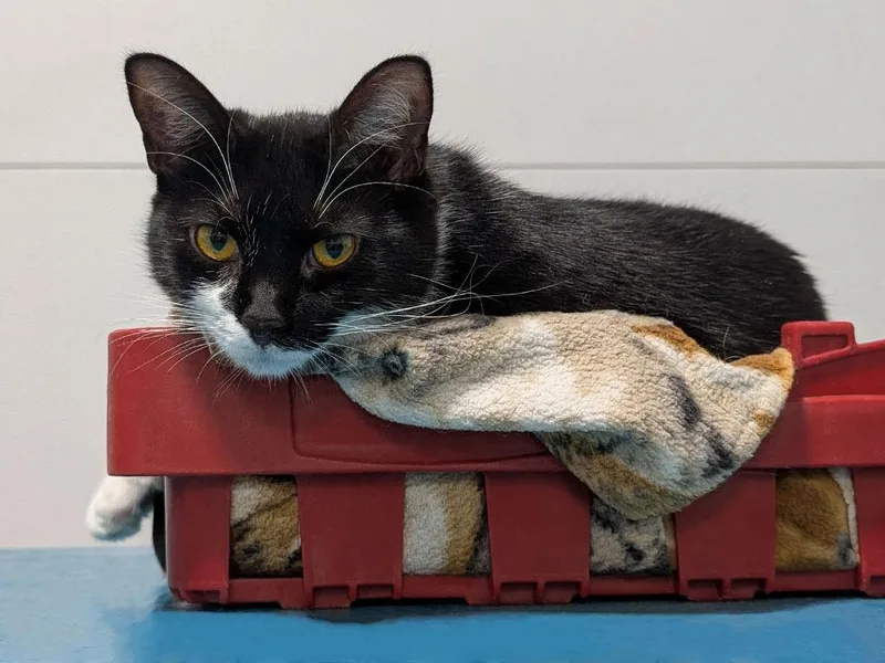 A young small-sized female Domestic Short Hair cat named Effie for adoption in Powell, OH