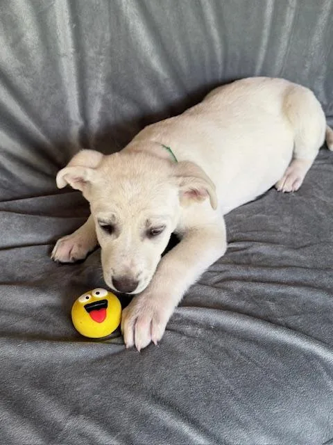 Shasta Fizz thumbnail 2