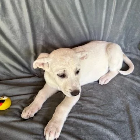 Shasta Fizz thumbnail 3