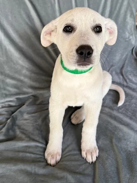 Shasta Fizz thumbnail 4