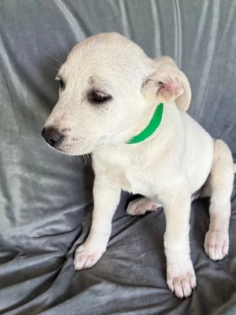 Shasta Fizz thumbnail 5