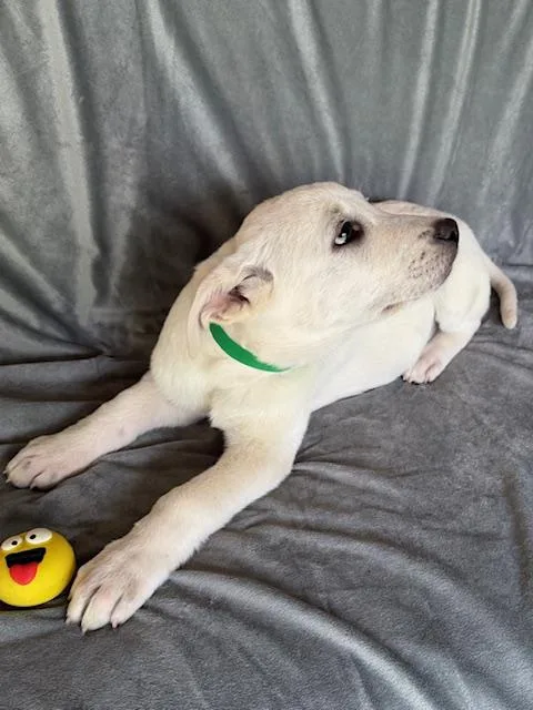 Shasta Fizz thumbnail 6