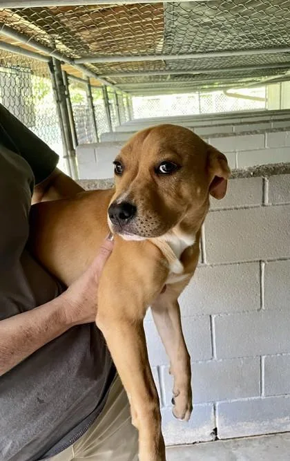 A baby large-sized female Mixed Breed dog named Eclipse for adoption in Covington, LA