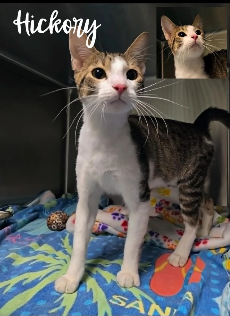 A baby small-sized male Domestic Short Hair cat named Hickory for adoption in Blountville, TN