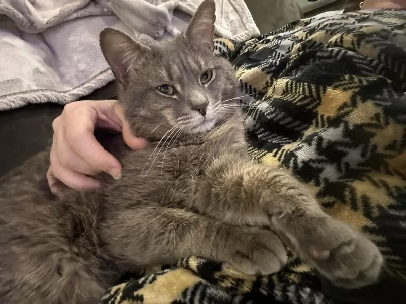 A young large-sized male Gray / Blue / Silver Domestic Short Hair cat named Mister for adoption in Olyphant, PA