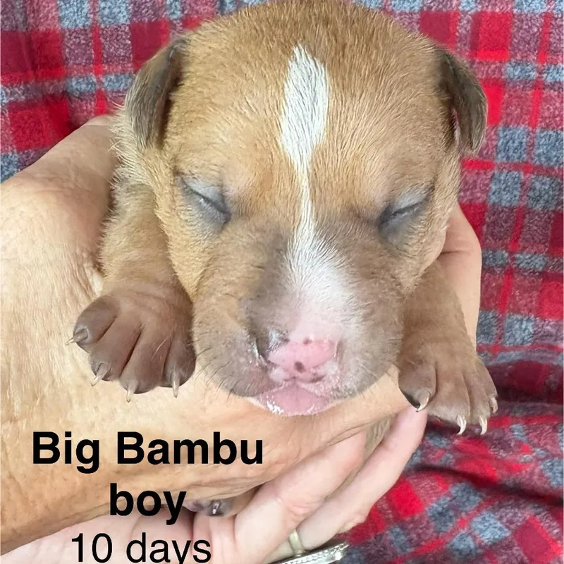 A baby small-sized male Brown / Chocolate Mixed Breed dog named Big Bambu for adoption in Volcano, HI