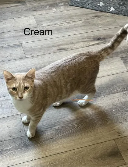 An adult small-sized male Domestic Short Hair cat named Cream for adoption in Fairfax, VA