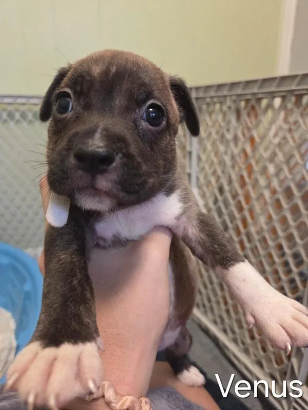 A baby small-sized female Pit Bull Terrier dog named Venus for adoption in Salisbury, MD