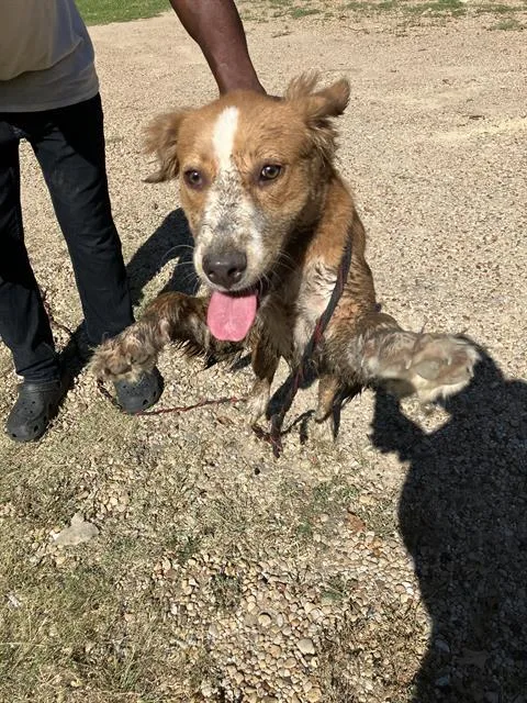 A young large-sized female Mixed Breed dog named Rylie for adoption in Dallas, TX