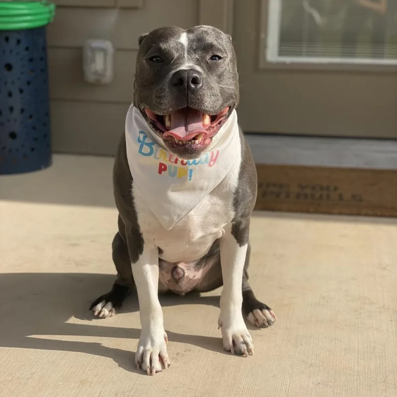 An adult large-sized male Gray / Blue / Silver Pit Bull Terrier dog named Finn for adoption in Dallas, TX
