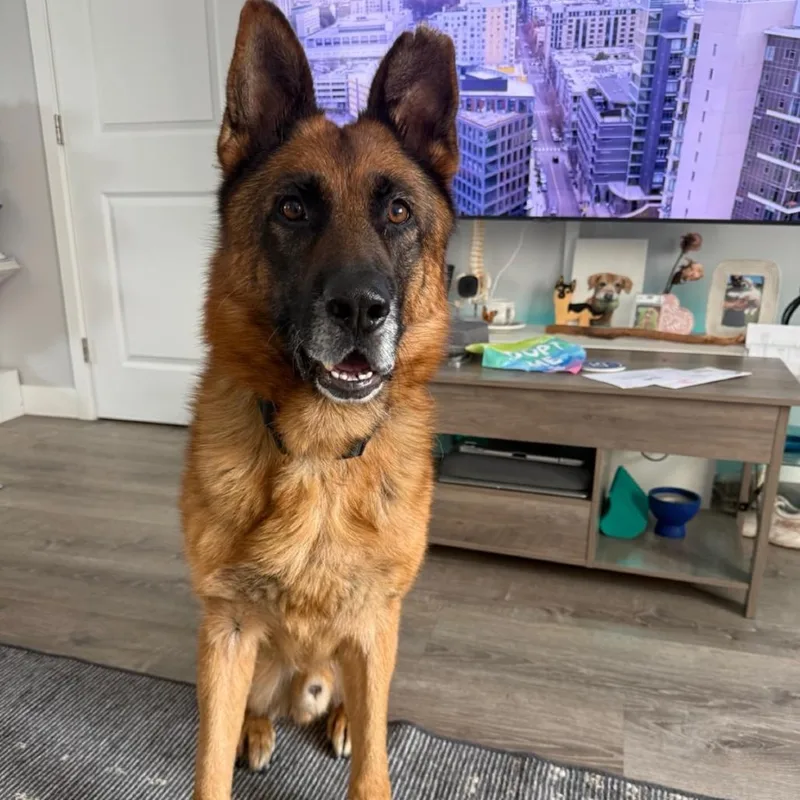 A senior large-sized male German Shepherd Dog dog named Graff for adoption in San Diego, CA