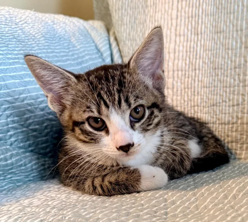 A baby medium-sized male Domestic Short Hair cat named Cooper for adoption in New York, NY