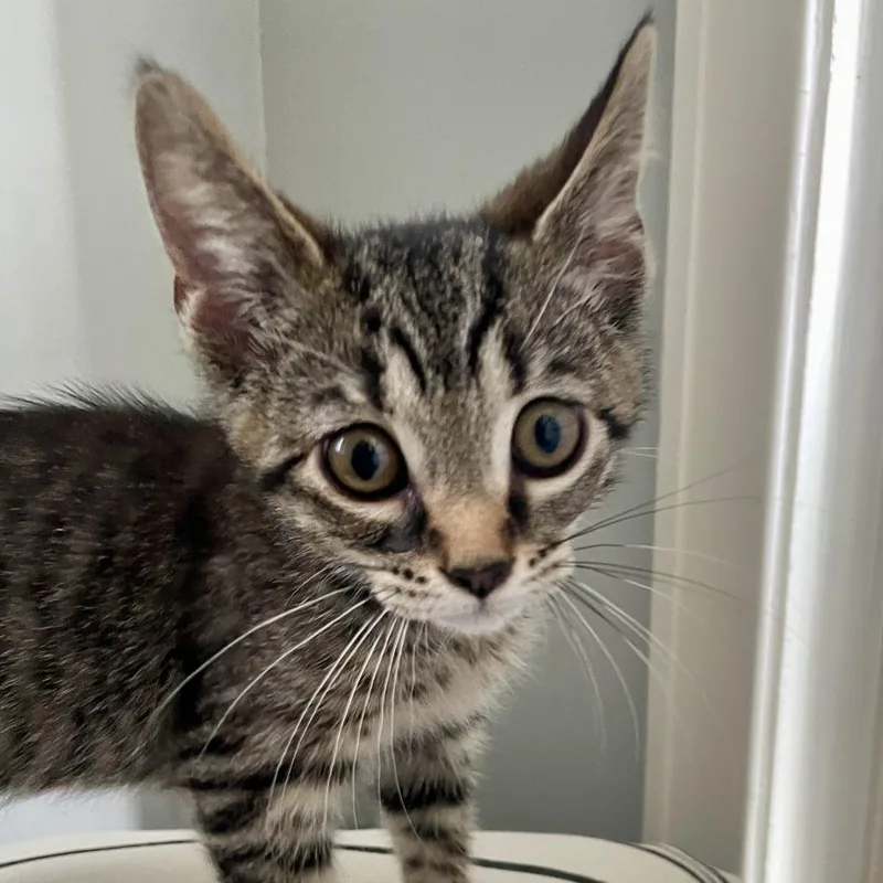 A baby small-sized female Brown / Chocolate Domestic Short Hair cat named Petrova for adoption in Evanston, IL