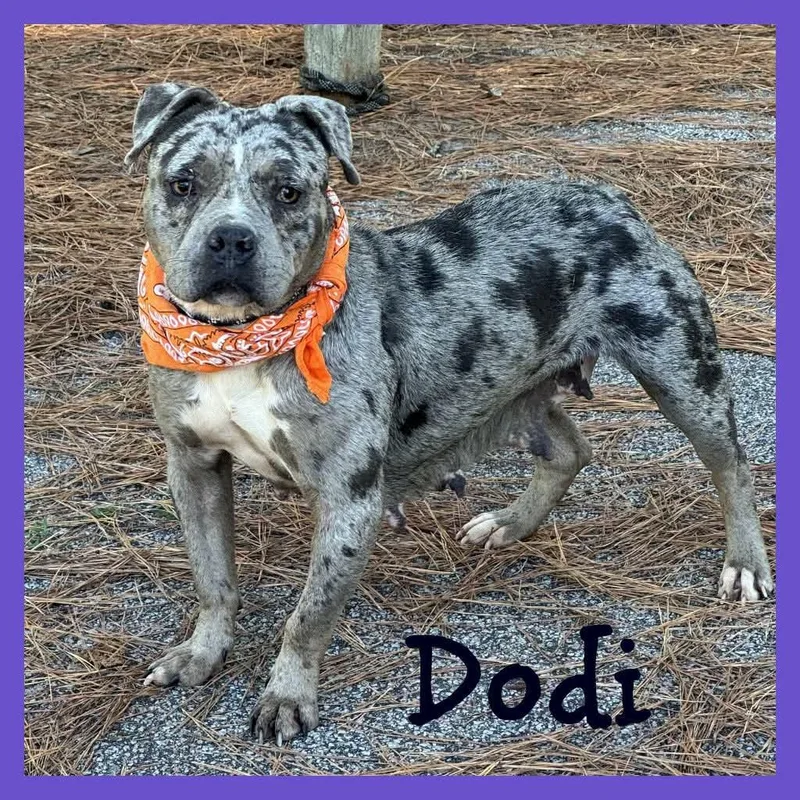 A young medium-sized female Merle (Blue) Mixed Breed dog named Dodi for adoption in Sumter, SC