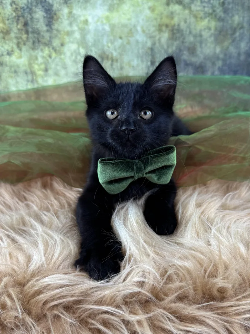 A baby small-sized male Black Domestic Long Hair cat named Sebastian for adoption in Houston, TX