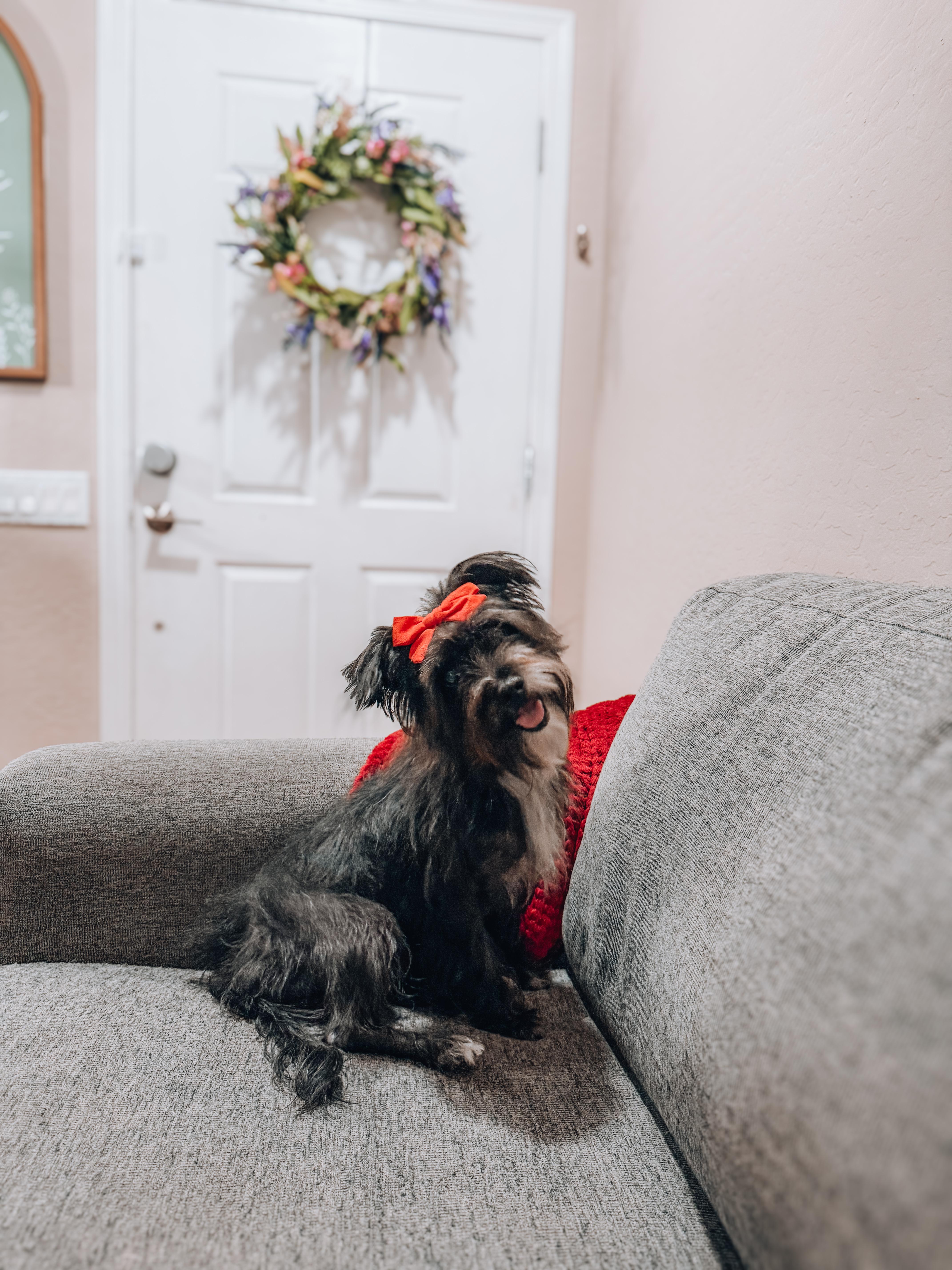 A young small-sized female Miniature Schnauzer dog named Molly for adoption in Goodyear, AZ